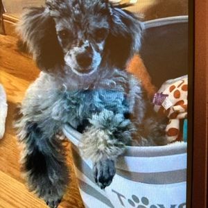 Meet your Posher, Bob